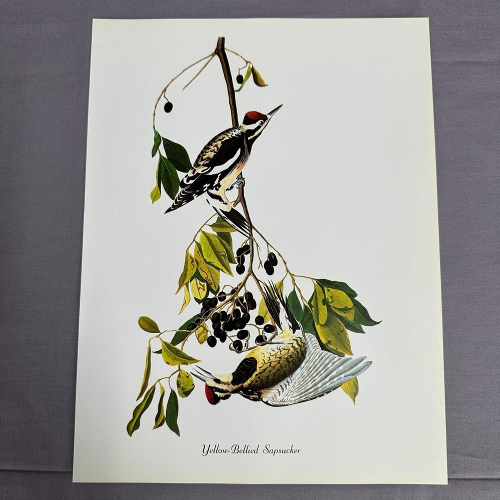 1950 Vtg Print Yellow Bellied Sapsucker American Bird Art Illustration Audubon